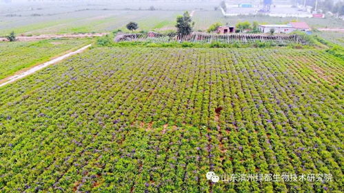 雙招雙引共建科研基地，中藥康養(yǎng)促進(jìn)鄉(xiāng)村振興