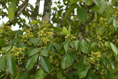 我國(guó)研究人員發(fā)現(xiàn)6種植物新物種，推動(dòng)中草藥科技領(lǐng)域發(fā)展