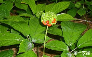 西洋參主要病害的癥狀及防治要點(diǎn)