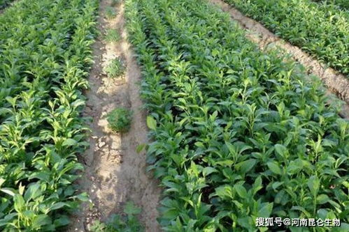 中藥材常見(jiàn)土傳病害防治與中草藥科技咨詢(xún)服務(wù)指南