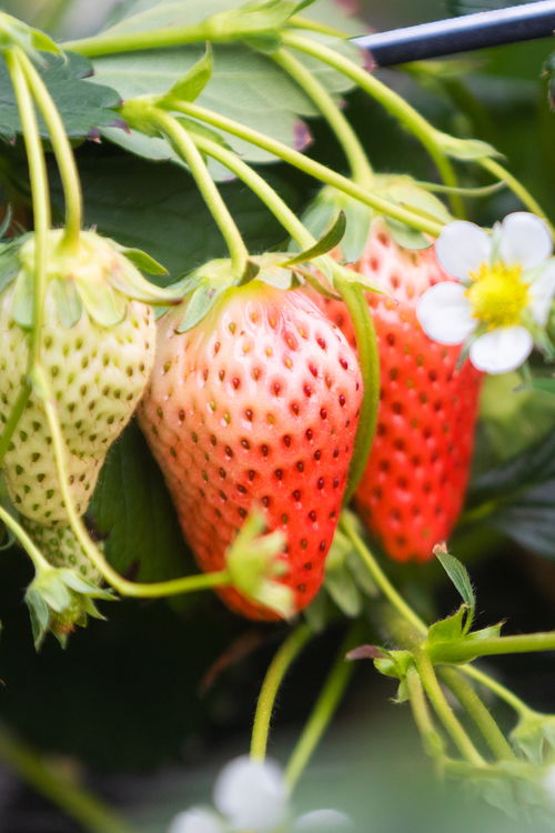 山東好景 濟(jì)南推出中草藥科技培育的“放心草莓”，引領(lǐng)健康飲食新風(fēng)尚